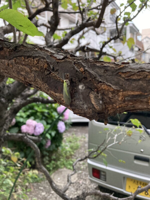 珍客